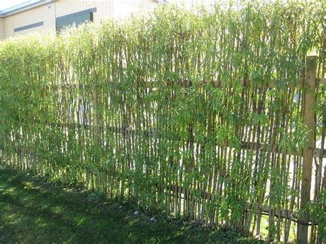 Beautiful examples of living willow fences | DIY projects for everyone!