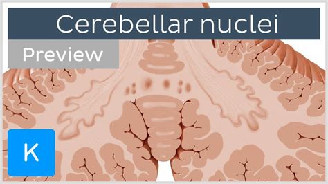 Cerebellar nuclei: anatomy and functions (preview) - Human Neuroanatomy ...