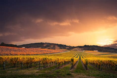 Barossa Valley Tours | See Adelaide & Beyond