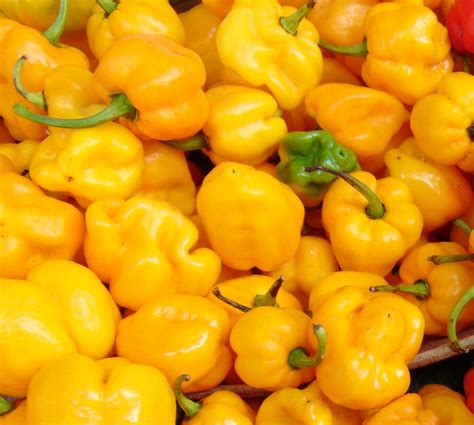 Jamaican Hot Yellow Pepper (40+ Seeds) - Florida Seed & Garden