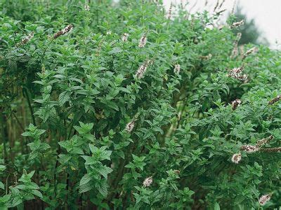 Spearmint | Herbal, Medicinal, Aromatic | Britannica