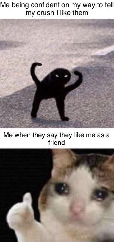 Two of the greatest cat memes combined : r/dankmemes