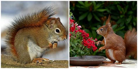 Red Squirrel Facts (Eurasian, American and Fox): What Are The Differences?