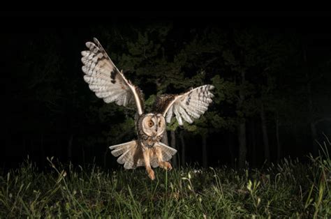 Great Horned Owl Hunting