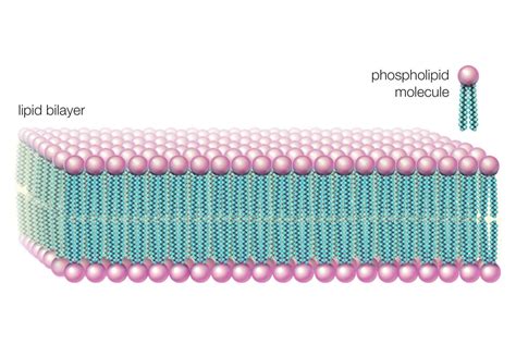 Simple Phospholipid Bilayer Diagram