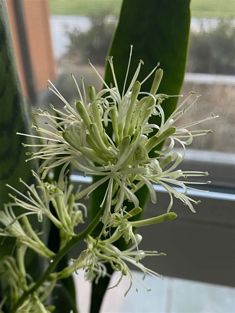 How to Cultivate the Beautiful Snake Plant Flower: A Guide to Bigger Blooms