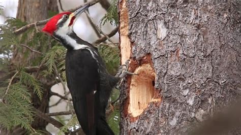 Pileated Woodpeckers: Nesting Habits And Mating Rituals Explored