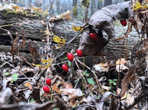 Winter Woody Plant Identification