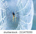 Cobweb Free Stock Photo - Public Domain Pictures