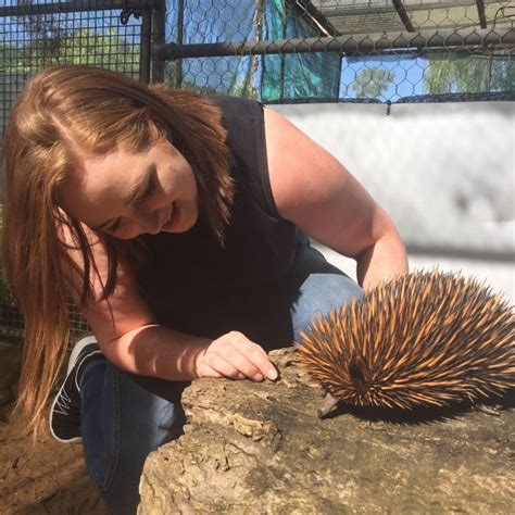 Echidna breeding season underway, with rare group sightings by bushwalkers more likely - ABC News