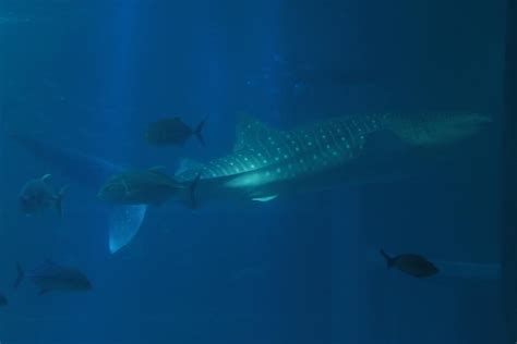 Free stock photo of aquarium, whale shark