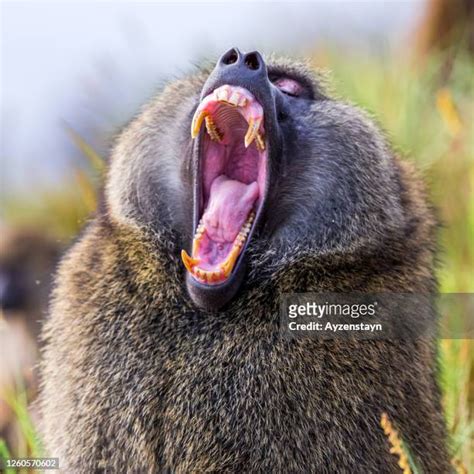 Baboon Mouth Open Photos and Premium High Res Pictures - Getty Images