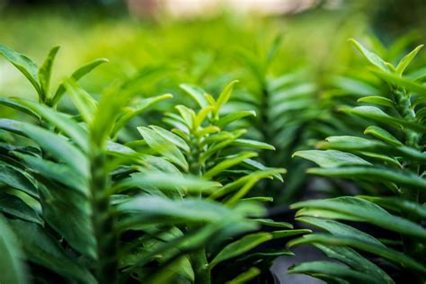 Free Images : aromatic, background juniper, beautiful, branch, branches ...