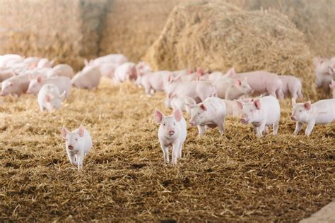 About pig farming | Australian Pork