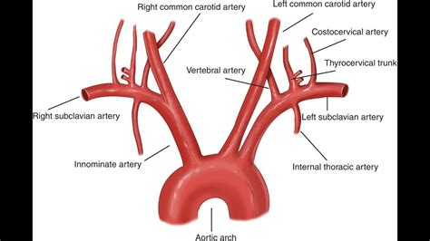 The Aorta Branches Aortic Arch Teachmeanatomy | Images and Photos finder