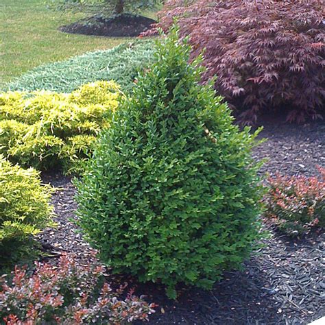 Buxus 'Green Mountain'