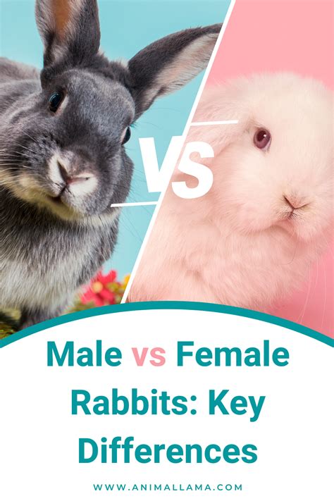 Male vs Female Rabbits: Key Differences & Which Is Better? | Female ...