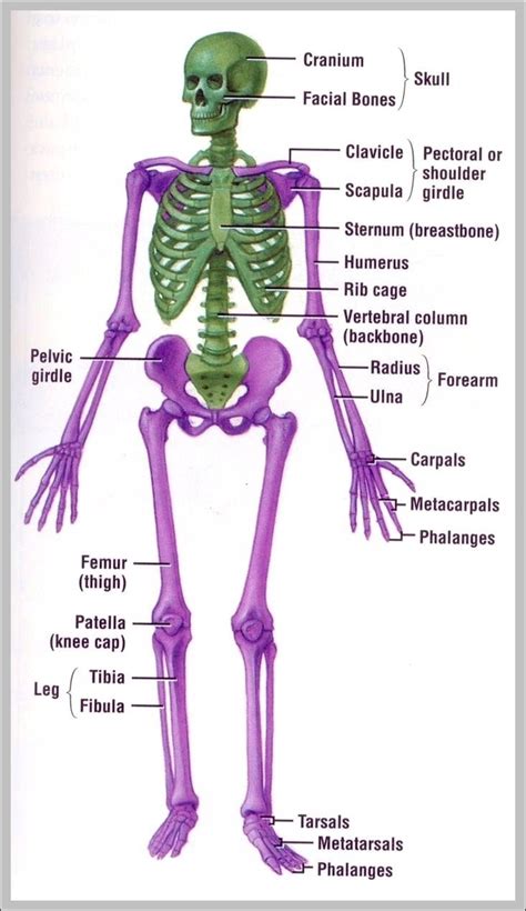 musculoskeletal | Anatomy System - Human Body Anatomy diagram and chart images