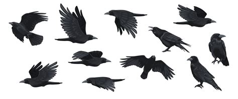 Raven set. Black crow silhouettes, blackbird different poses flying wi ...