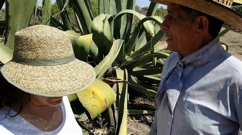 How do they make pulque - A visit to Pulque farm in Mexico - YouTube