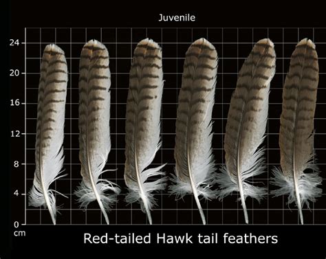 How to Identify Red Tailed Hawk Feathers - Ultimate Guide With Pictures ...