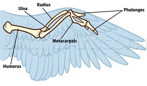 bird anatomy drawing step 5 | Wing anatomy, Wings drawing, Anatomy drawing