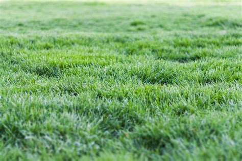 What Does Lime Do For Your Lawn? | Organic Lawns by Lunseth