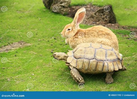 Tortoise and Giant Rabbit Starting a Race Stock Photo - Image of ...