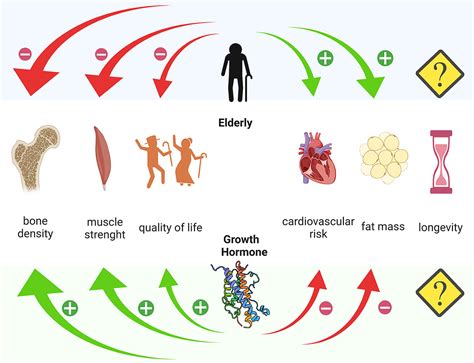 Frontiers | GH Replacement in the Elderly: Is It Worth It?