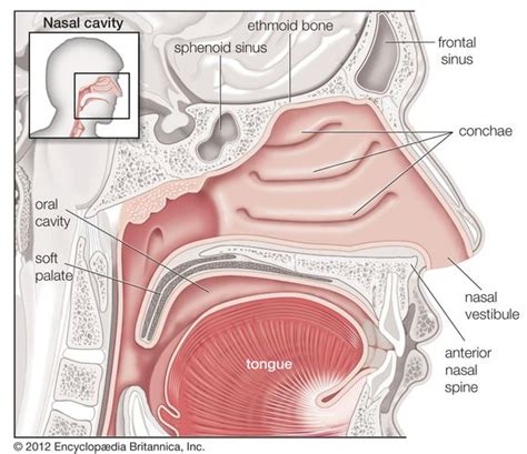 Sleep apnea | pathology | Britannica