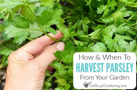 When & How To Harvest Parsley From Your Garden - Get Busy Gardening