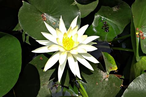 water lily flower and lily pods free image | Peakpx