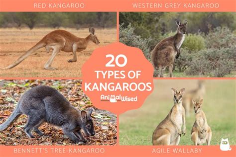 Major Kangaroo Species Chart