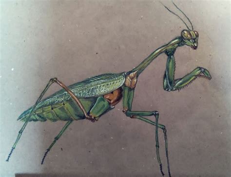 Praying mantis | Carving, Painting & drawing, Praying mantis