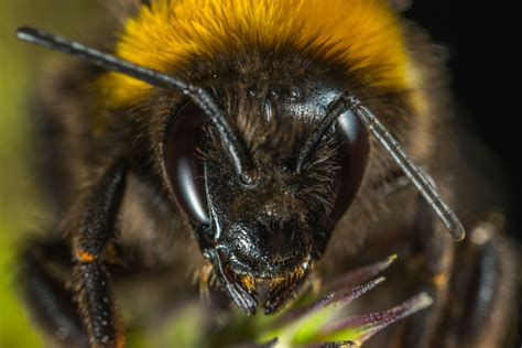 Free Images : bumblebee, portrait, honey bee, membrane winged insect ...