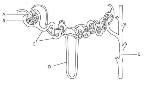 Nephron Diagram Quiz