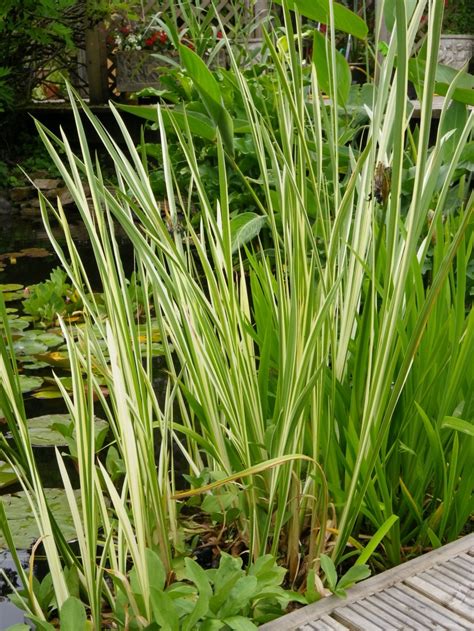 Acorus calamus Variegatus (Variegated sweet flag) - Devon Pond Plants