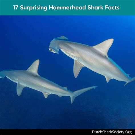 17 Surprising Hammerhead Shark Facts (and Some FAQs) - Dutch Shark Society