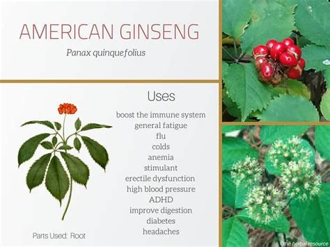 American Ginseng – Uses, Health Benefits and Side Effects | Ginseng ...