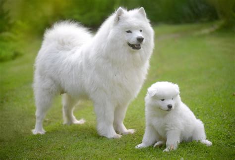 Samoyed Breed Guide and Insurance Plan