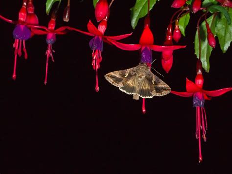 Moths Work the Pollination Night Shift, Visiting Some Flowers Bees Skip ...