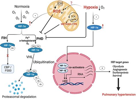 JCM | Free Full-Text | Mitochondrial Regulation of the Hypoxia ...