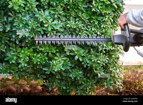 Gardener pruning hedge bush with electric mower in the garden. Mower ...