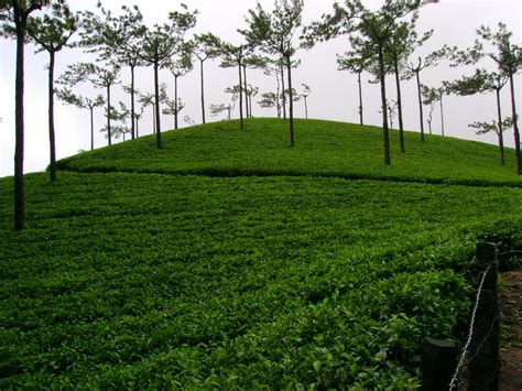 Tea Gardens, Munnar, Beautiful Kerela, India Tea Gardens, Munnar, Kerala India, Amazing Places ...