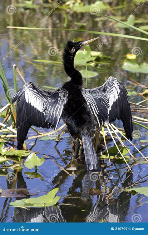 Anhinga Bird Everglades State National Park Florida Usa Stock Image - Image of displaying ...