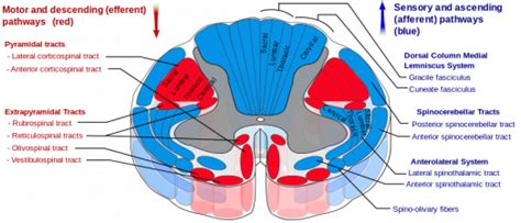 Spinothalamic tract - Physiopedia