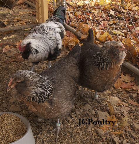 6+ Silver Ameraucana Hatching Eggs (Free Shipping) | BackYard Chickens