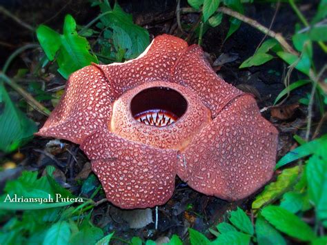 Virtual Adrian: The World's Largest Flower - Rafflesia Arnoldii