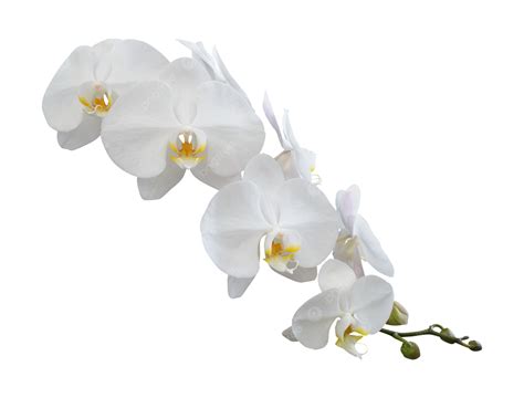 White Orchid Flower Orchid, Plant, Background, Spa PNG Transparent Image and Clipart for Free ...