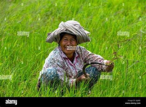 Khmer woman working in a rice field. Cambodia Stock Photo - Alamy